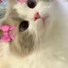 戀愛、找閨蜜、找兄弟（聊得開心）