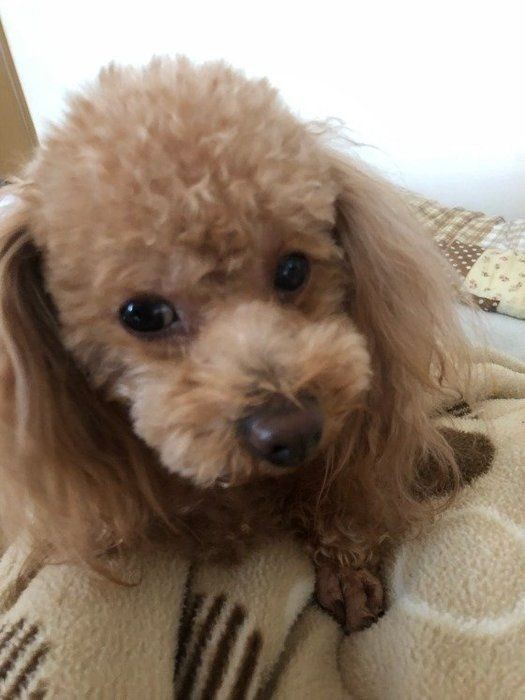 鳴き声 からわかる愛犬の気持ち 何を話しているの