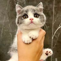 K_Kitty_Cats