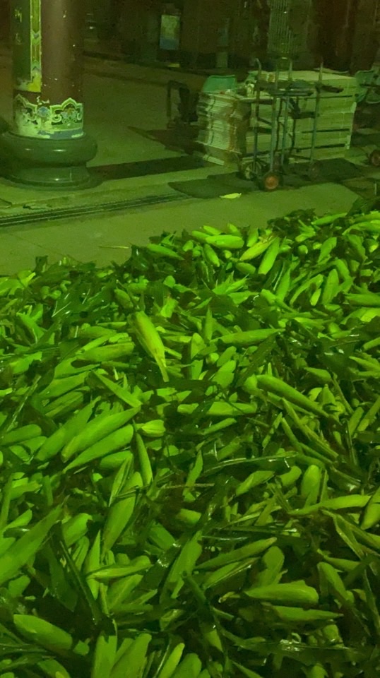 玉米批發-零售（長短期配合）台中、苗栗、彰化、南投配送&或自取&貨運