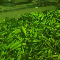 玉米批發-零售（長短期配合）台中、苗栗、彰化、南投配送&或自取&貨運