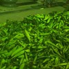 玉米批發-零售（長短期配合）台中、苗栗、彰化、南投配送&或自取&貨運