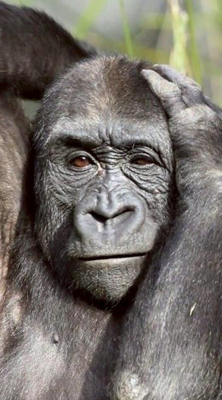 นปก.รังษีธนานนท์