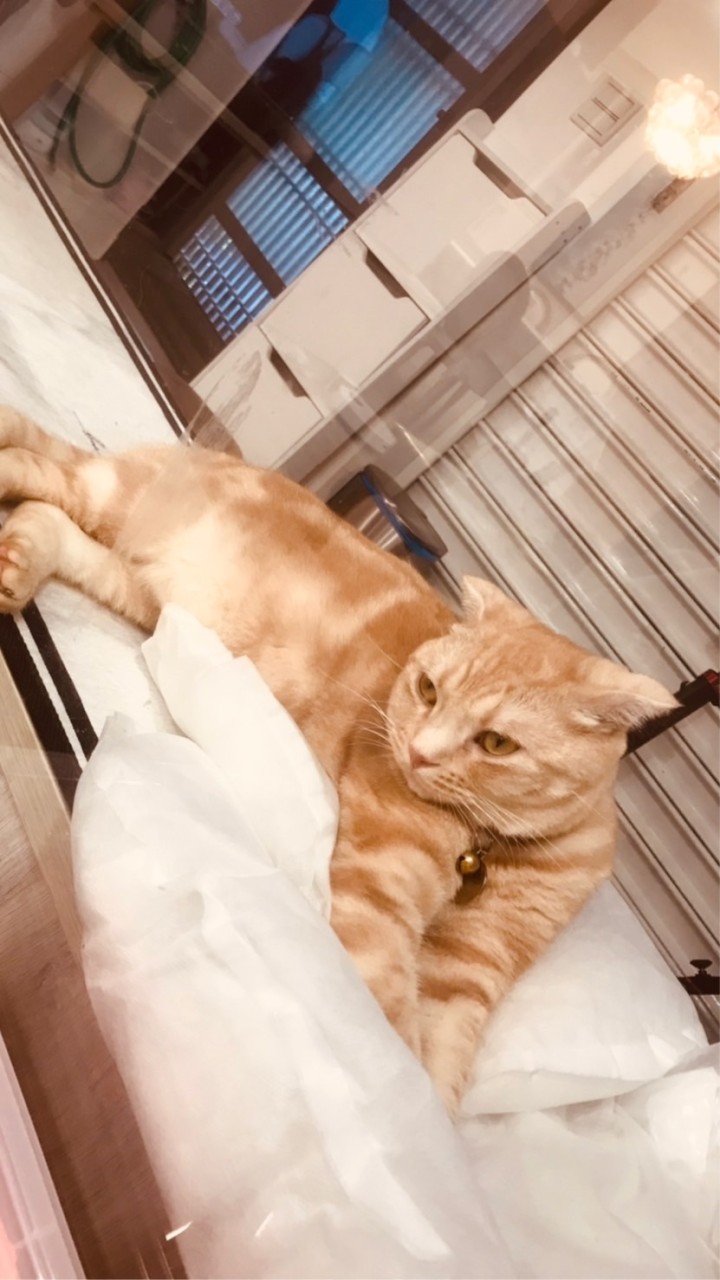 炸蝦🍤、圓仔群