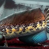 ปลาช่อนสวยงาม SP Highfin