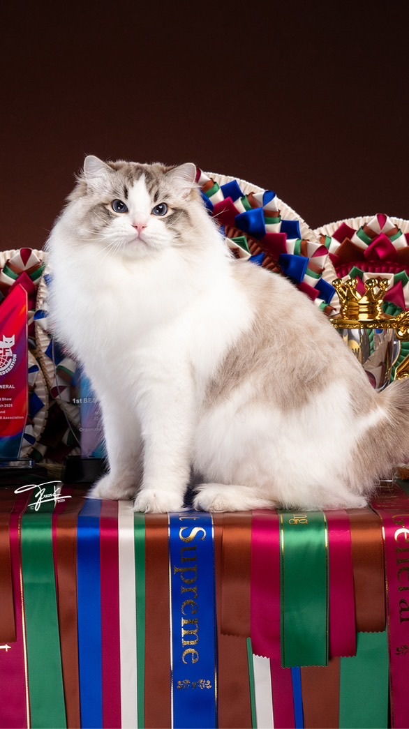 Rhodonwell Ragdoll Thailand💘💘