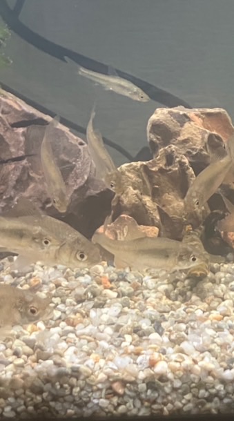 水生昆虫・淡水魚・陸生昆虫のレイアウト　