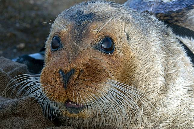 As Akan Putuskan Habitat Perlindungan Anjing Laut Es Alaska