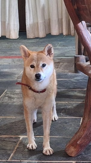 新北萬里豐廩山區 -柴犬 甜甜 走失