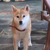 新北萬里豐廩山區 -柴犬 甜甜 走失