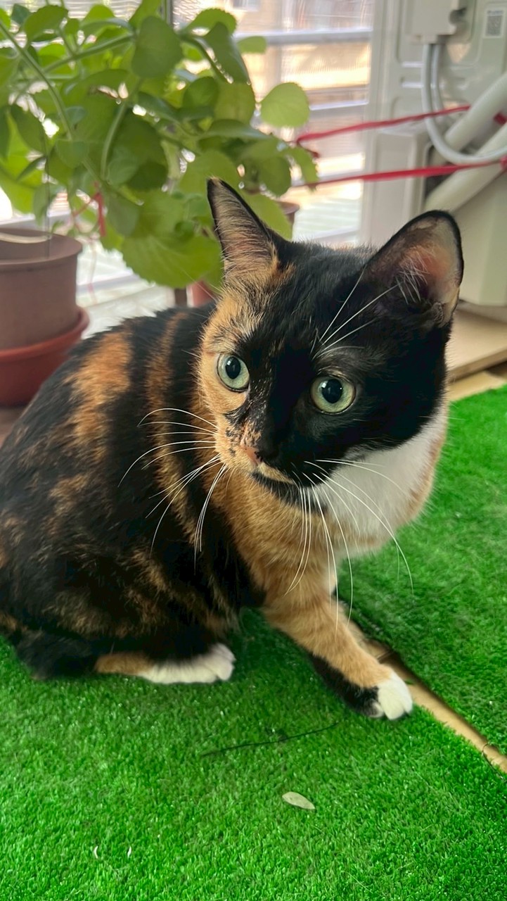 必須死集團-新光與影天堂