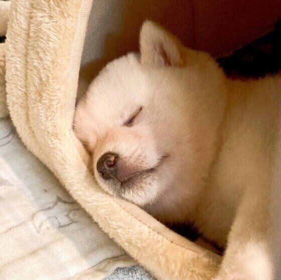 犬が 睡眠時に目をピクピクさせる のはなぜ いぬのきもちnews