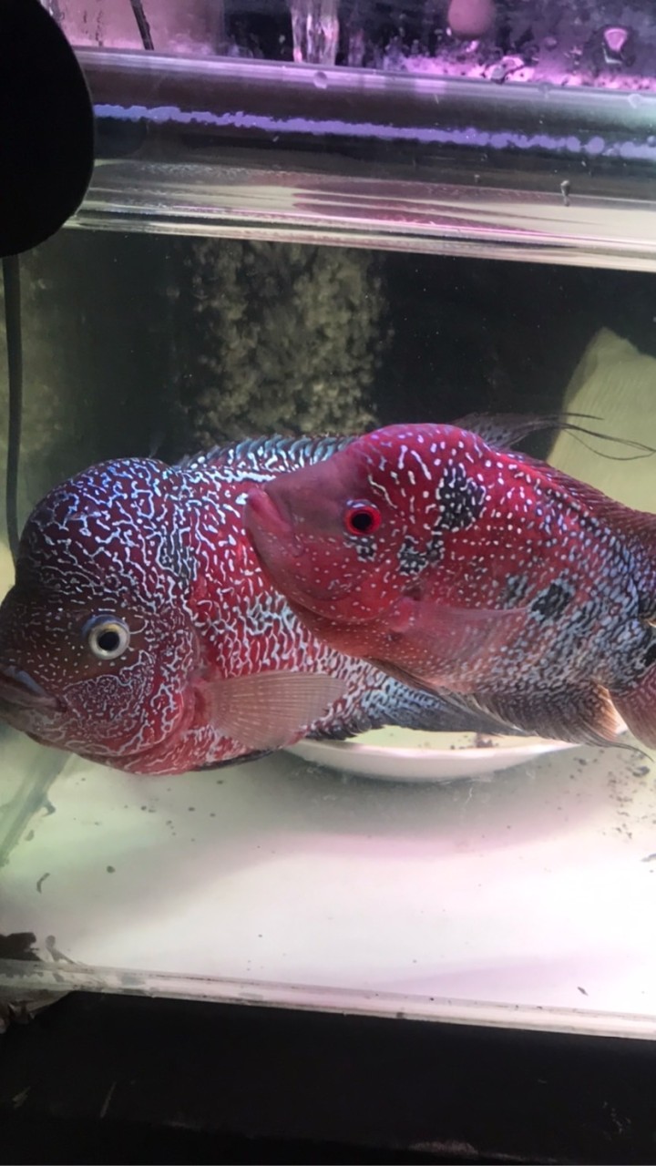 各種魚類疑難專治雜症，發財魚進口台產羅漢魚，討論群，