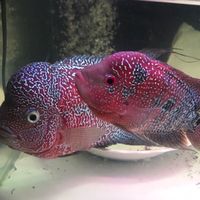 各種魚類疑難專治雜症，發財魚進口台產羅漢魚，討論群，