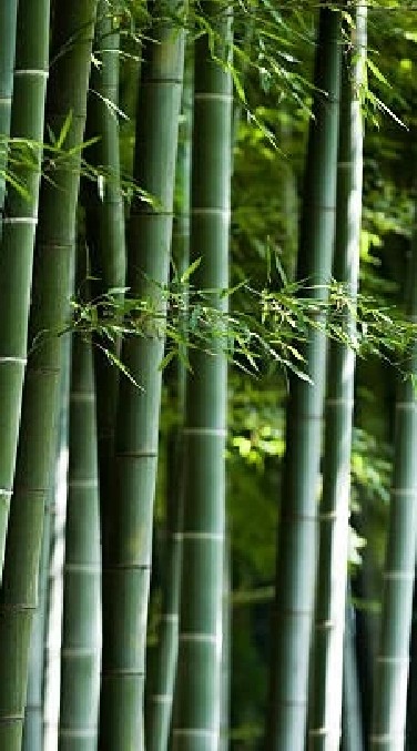 茶道の仲間たち