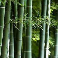 茶道の仲間たち