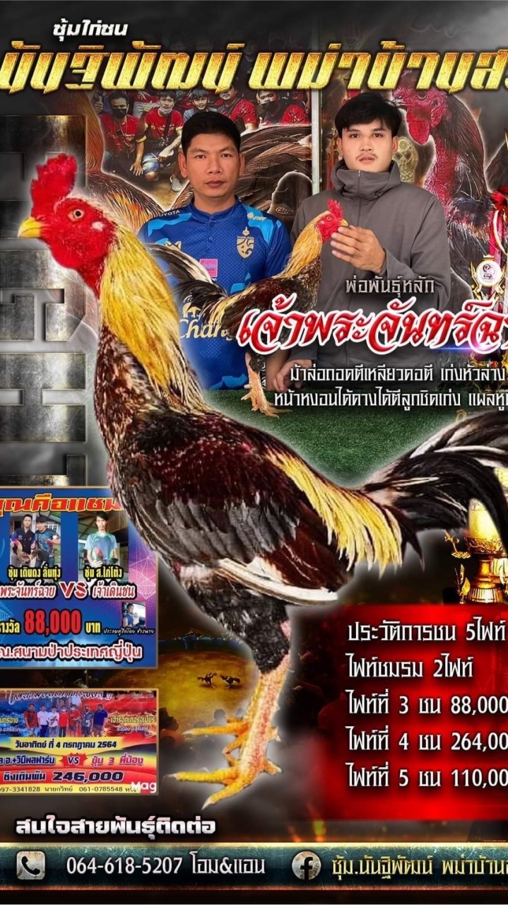 🐓ซุ้ม.นันฐิพัฒน์ พม่าบ้านสวน🐓
