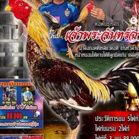 🐓ซุ้ม.นันฐิพัฒน์ พม่าบ้านสวน🐓