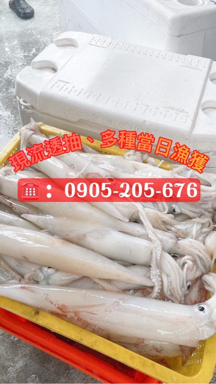 現流批發團購（透抽/白帶魚/深海魚多種海鮮）