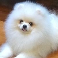 JoOsPom Auction