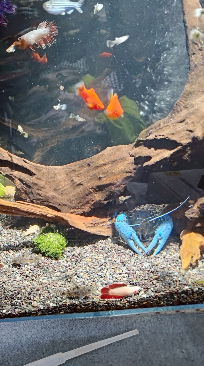 魚魚開盲盒