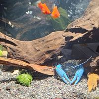 魚魚開盲盒