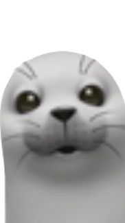 teamあざらし
