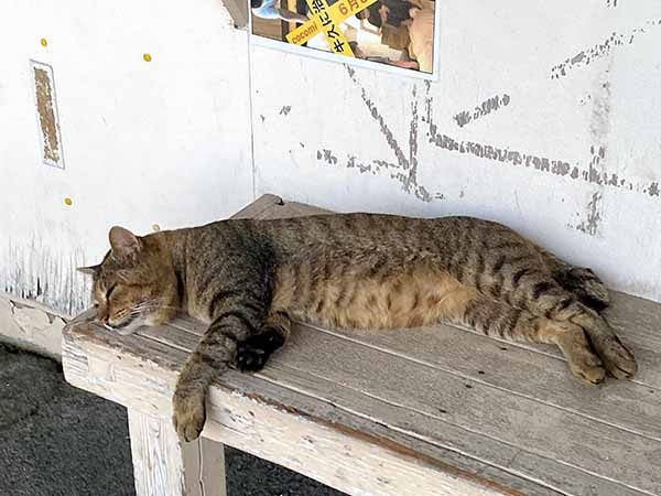 難読漢字 知らずに食べてる 松魚 公魚の読み方は