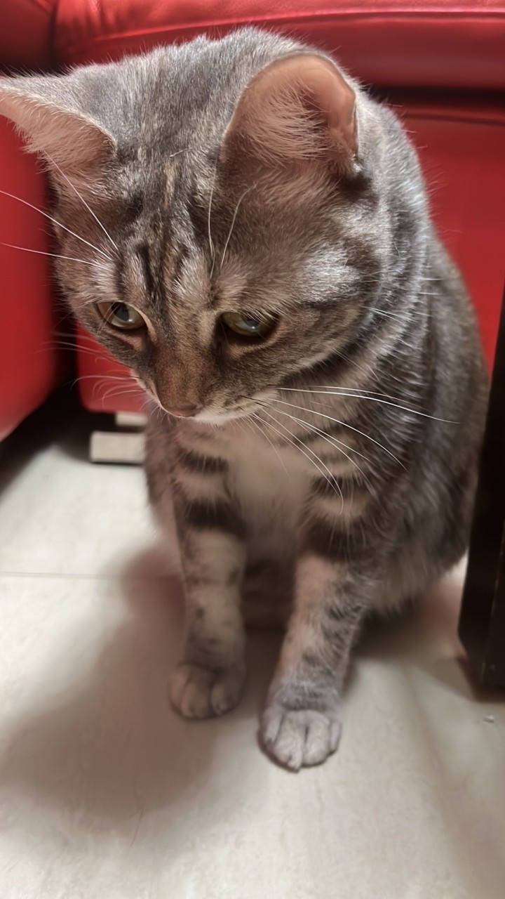 Nimo