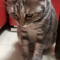Nimo