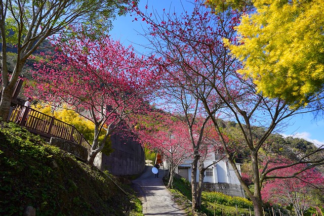 望高茶園櫻花森林