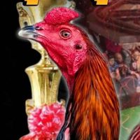 🐓สุรพิชญ์ไก่ซิ่งSP farm🐓
