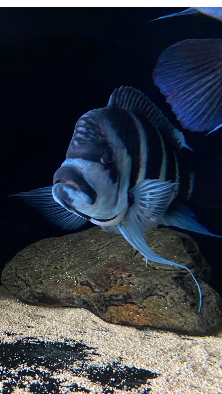 三湖慈鯛世界