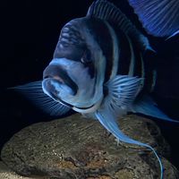 三湖慈鯛世界