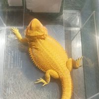 黃金鬆獅蜥&白蟋蟀