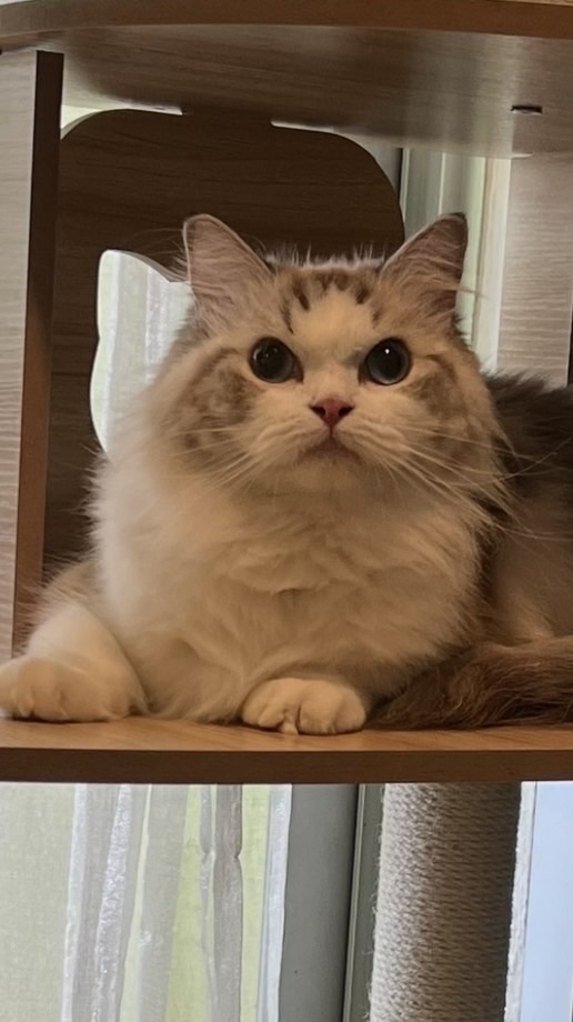 Blue Bell Ragdoll