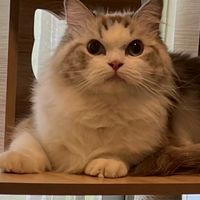 Blue Bell Ragdoll