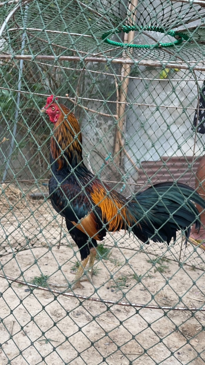 ต.เจริญดีฟาร์ม🐓