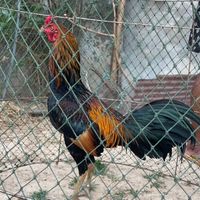 ต.เจริญดีฟาร์ม🐓