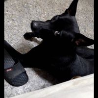 有看到這狗叫小黑有立耳會坐下握手請打0989182652