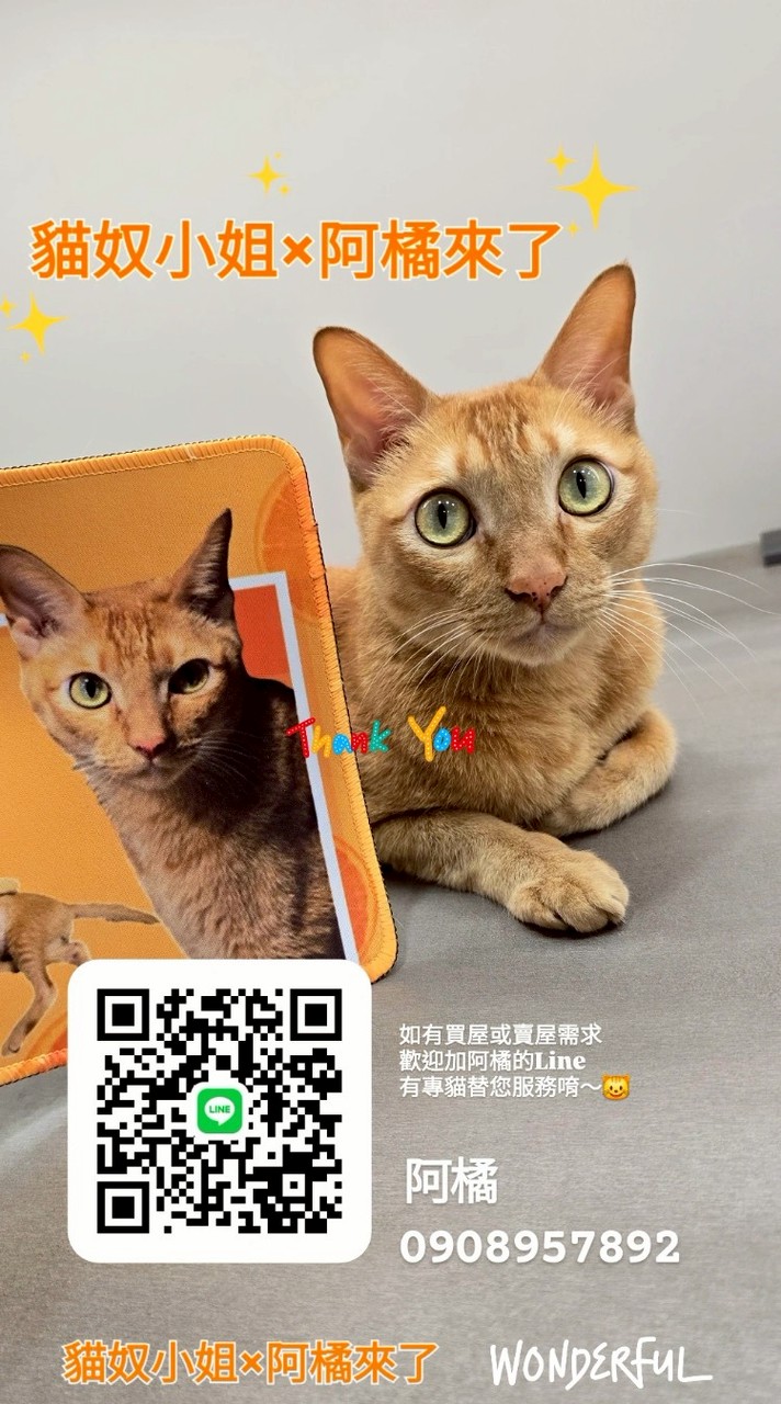仲介房屋出租｜大台中｜阿橘來了