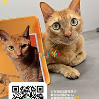仲介房屋出租｜大台中｜阿橘來了