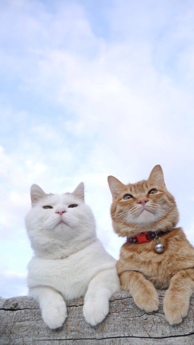 貓咪🐾（愛貓聯誼社）