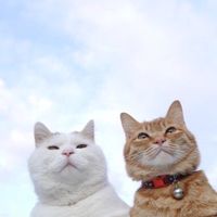 貓咪🐾（愛貓聯誼社）