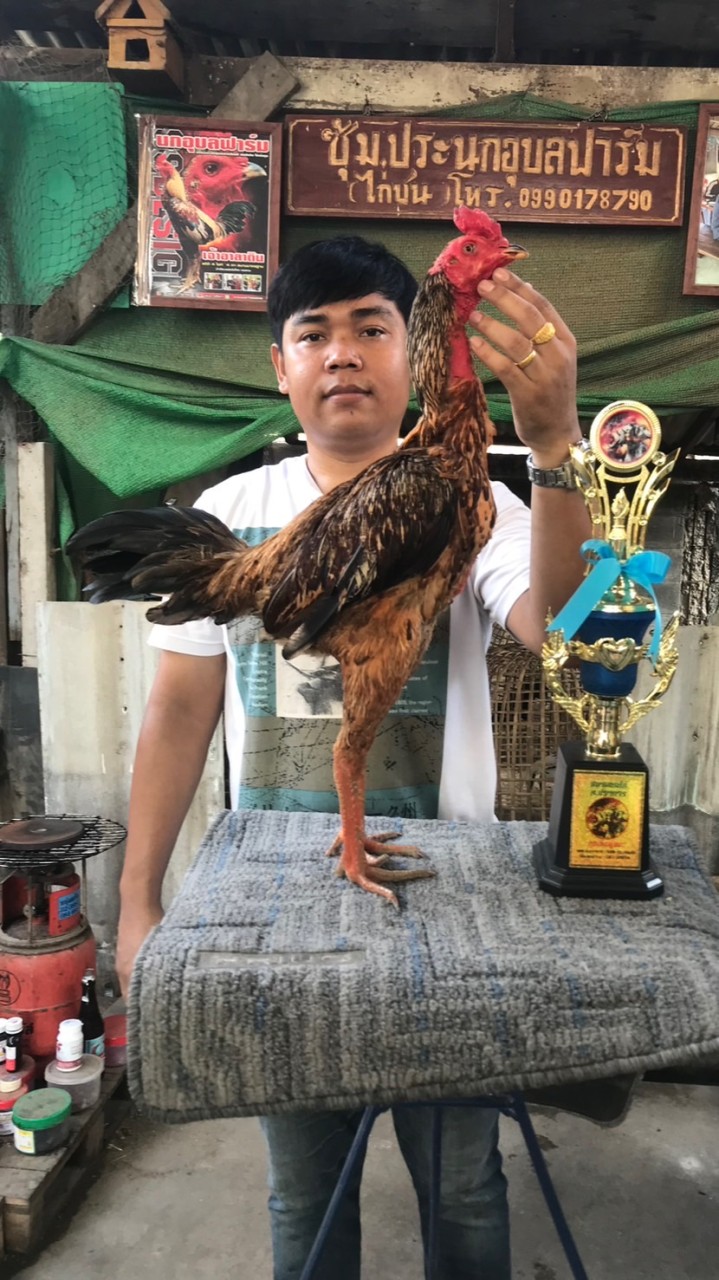 ซุ้มนกอุบลฟาร์มไก่ชนและเพื่อน