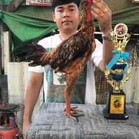 ซุ้มนกอุบลฟาร์มไก่ชนและเพื่อน