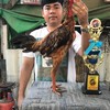 ซุ้มนกอุบลฟาร์มไก่ชนและเพื่อน