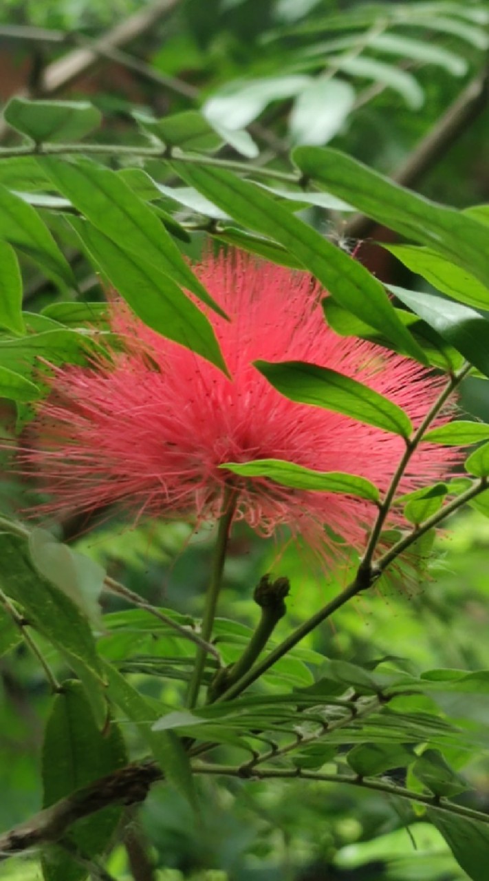 ม่วงคำวังเพชร