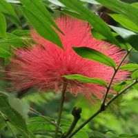 ม่วงคำวังเพชร