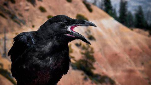 Makna Suara Burung Gagak Di Lagu Entah Apa Yang Merasukimu